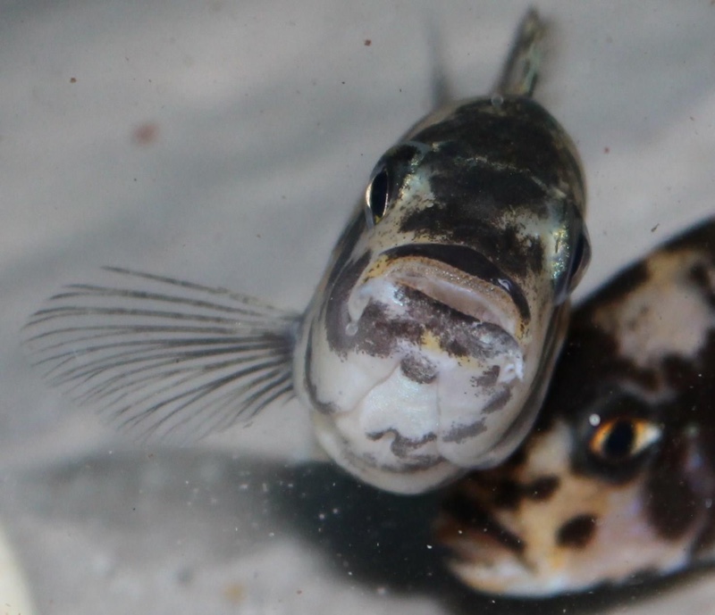 Genyochromis mento 'Lutara Reef (Cove Mountain)'